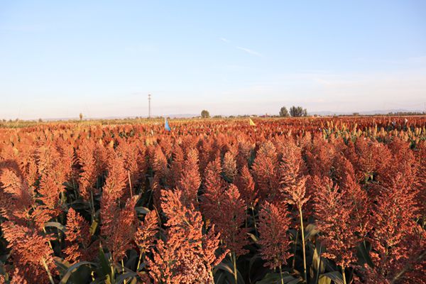 b282b84b54bd4f4bb49474e43ee88c7f.jpg 0DEC70472436ADF53843630C0AB_581118DA_8DCC2_副本.jpg